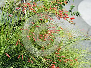 Russelia equisetiformis or Fountainbush or Firecracker plant or Coral plant or Coral fountain or Coralblow or Fountain plant.