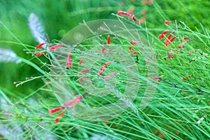 Russelia equisetiformis, the fountainbush, firecracker plant, coral plant, coral fountain, coralblow or fountain plant