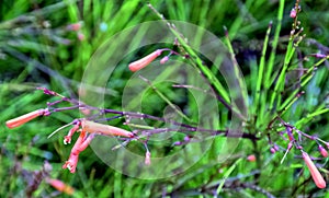 Russelia equisetiformis, known as fountainbush, firecracker plant, coral plant, coral fountain, coralblow and fountain plant photo