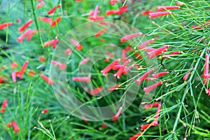 Russelia equisetiformis Schlecht flower photo