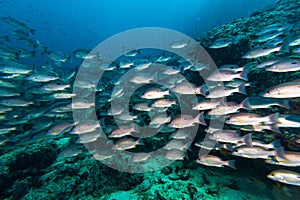 Russell`s snapper Lutjanus russellii fish