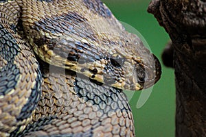 Russell's viper or Daboia