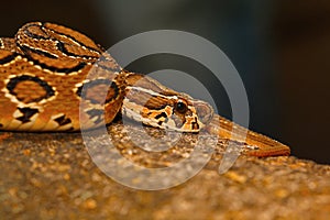 Russell`s viper, Daboia russelii, Bangalore, Karnataka
