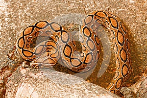 Russell`s viper, Daboia russelii, Bangalore, Karnataka. Monotypicï¿½genus ofï¿½venomousï¿½Old Worldï¿½vipers