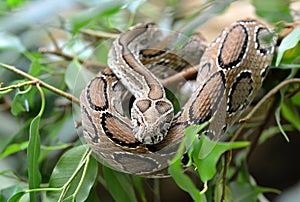 Russell`s viper  Daboia russelii  on branch of tree.