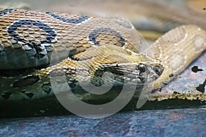 Russell`s viper Daboia russelii Snake Closeup Shot