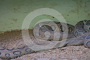 Russell\'s viper or Daboia russelii snake laying in the enclosure