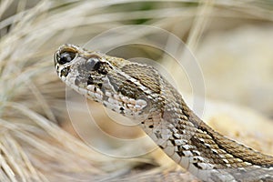 Russell`s viper  Daboia russelii ,venomous snake.