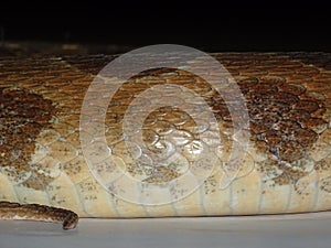 Russell's Viper Scales.