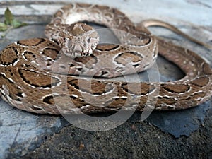 Russell`s viper snake