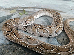 Russell`s viper snake photo