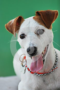 Russell Terrier