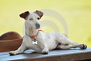 Russell Terrier