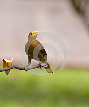 A Russet-backed Oropendola