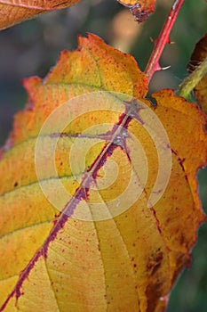 RUSSET COLORED BRAMBLE LEAF IN  AUTUMN