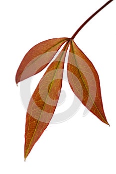 Russet Leaves photo