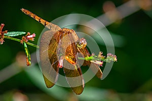 Russet Percher Female aka Fulvous forest skimmer