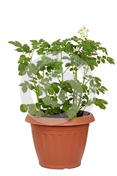 Russet potato plant in pot