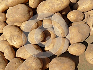 Russet potatoes at market