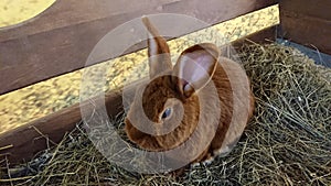 Russet Rabbit with Perky Ears Nestled in Hay Enclosure