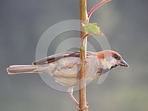 Russet Sparrow (Cinnamon Tree Sparrow) photo