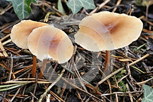 Russet Toughshank Fungi