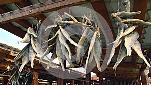 Russia Baikal omul fish market. Close macro