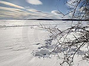 Russia, Chelyabinsk region. Tree branches on the background of lake Uvildy in sunny winter day photo