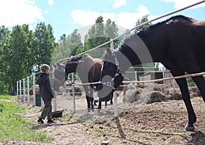 Russia, a child boy stroking horses on a farm children and animals