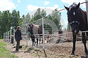 Russia, a child boy stroking horses on a farm children and animals