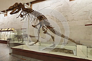 Tabrosaurus baar