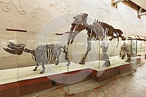 Brachypotherium and mastodon Gomphotherium atavus (Borissiak)