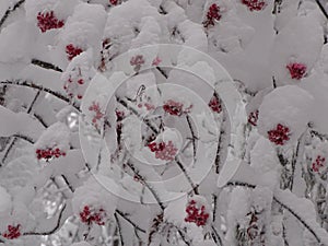 Russia. Journey through the Winter Ural. Nature