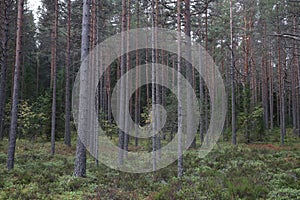 Russia, Karelia, lake Ladoga, Kojonsaari. pine thicket. Forest thicket, pine trees in the forest. Dark creepy pine forest. Mystic