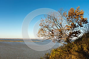 Russia. Khabarovsk region. Autumn forest near the villages of Malmyzh and Nergen Khabarovsk region