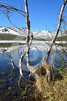 Russia, Kola Peninsula, Khibiny. The birch tree is on the shore of the lake Small Vudyavr in summer in clear weather