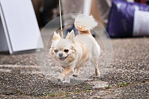 Russia Krasnodar 30.05.2021 dog show of all breeds. Miniature fluffy long haired white dog Chihuahua breed runs in ring at