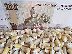 Russia, maize producing country, dry corn grains and russian banknote of 100 rubles