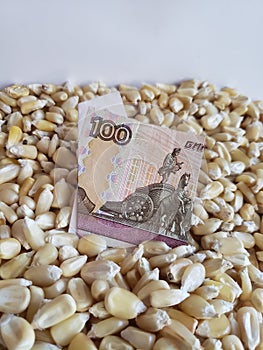 Russia, maize producing country, dry corn grains and russian banknote of 100 rubles