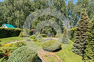 Russia, Moscow- July 06, 2019: green coniferous garden, spruce fir-tree plants by the country house. beautiful landscaping