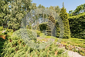 Russia, Moscow- July 06, 2019: green coniferous garden, spruce fir-tree plants by the country house. beautiful landscaping