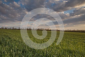 The movement of the thunderclouds over the fields of winter wheat in early spring in the vast steppes of the Don.