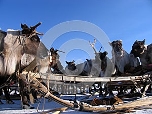 Russia, Nadym. Harness the reindeer and sleigh in the snow.