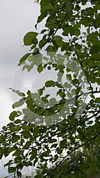 Russia nature flora sky branch