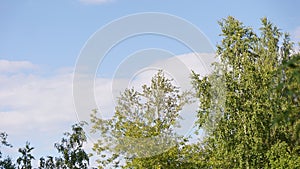 Russia nature flora sky branch