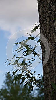 Russia nature flora sky branch