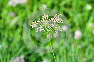 Russia, North Ossetia - Alania. Flora of the Zrug Gorge. The flies sit on pink flowers