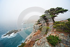 Russia, Primorye, pine on a rocky seashore