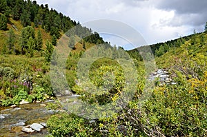 Russia, Republic of Altai, river Shabaga in summer photo