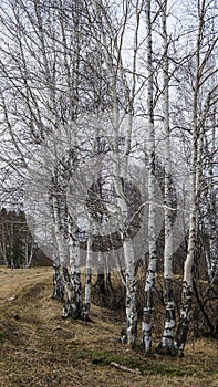 Russia road forest landscape spring